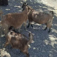 دوعددبزویک‌عددکهره‌کوه‌چر