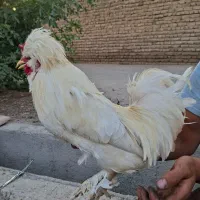خروس سطلان