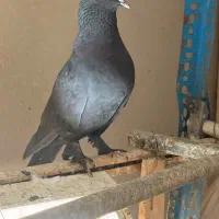 کفتر کبوتر