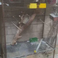 قفس پرنده بزرگ