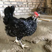 مرغ و خروس گلین