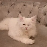 پرستار شبانه روزی خانم برای سالمند