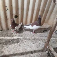 کفتر رنگه کله سینه طوقی یهودی