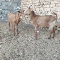 بزغاله سانن نر اصل