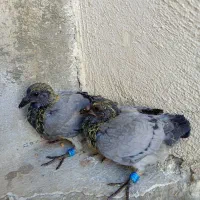 جوجه نامه بر