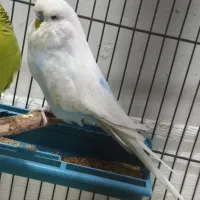 مرغ عشق نر مست