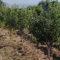 باغ۳۲۰۰مترملاک رضا دلیر