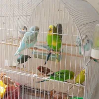 مرغ عشق و فنج اورنج