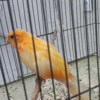 قناری رد فکتور نر پروانه ای