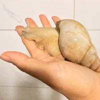 حلزون آلابینو دوسال و نیم
