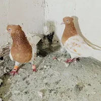 طوقی وکله
