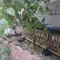 مرغ مینیاتوری