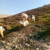 کهره