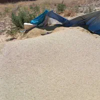فروش کاه عدس امسال