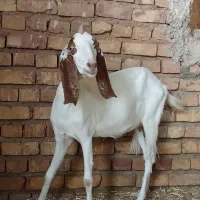 بز ماده