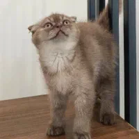 گربه اسکاتیس فولد گلدن وایت