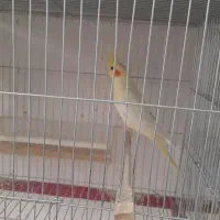 فروش عروس هلندی فوق العاده اهلی