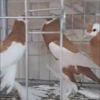 بادکنکی ماهرو