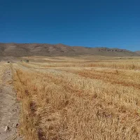 کاه نرم دیم