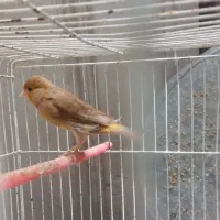 قناری ماده آماده