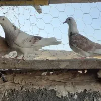 کبوترپرشی