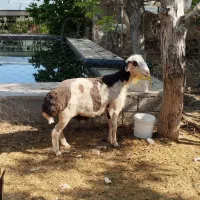 گوسفند نربه شرط پریدن