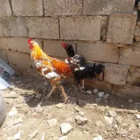 جوجه‌نژاد‌لاری