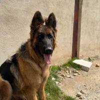 گمشده