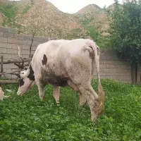 گاو قربانی