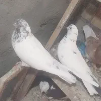 کفتر