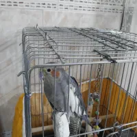 عروس هلندی