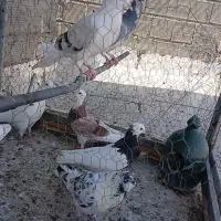 تهرانی پلاکی دمگیر ۱۵۰