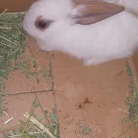 خرگوش