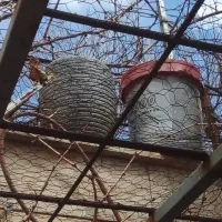 تعدادی گلدان سفالی درحدنو