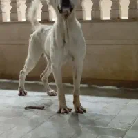 خراسانی نامبر وان
