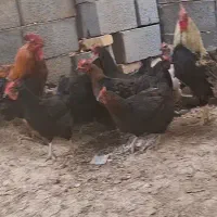 مرغ سیاه