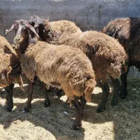 بره ماده هترو و میش افشاری