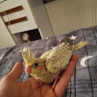 جوجه عروس هلندی سرلاکی