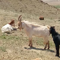 نربز|حیوانات مزرعه|تربت جام, رضاآباد|دیوار