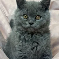 اسکاتیش بلو شرت هیر