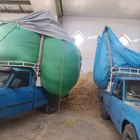کاه گندم درجه یک