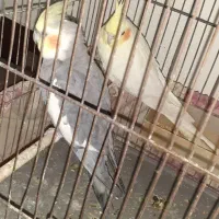 عروس پاریس جفت