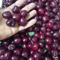 گیلاس درشت تک دانه