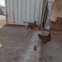 مرغ و خروس لاری