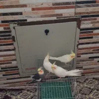 طوطی عروس