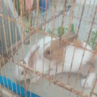 خرگوش