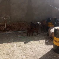 ۴عددگوسفند ماده فروشی