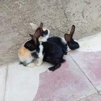فروش بچه خرگوش