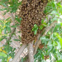 زنبور عسل