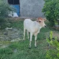گاو و گوساله ماده